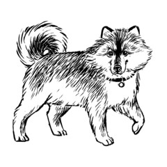 husky, line drawing, black and white sketch