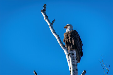  BALD EAGLE ON PERCH SIDE LIT BY EARLY SUN - HORIZONTAL