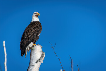 BALD PERCHED ON TREE TOP UNDER BRILLIANT BLUE SKY - HORIZONTAL