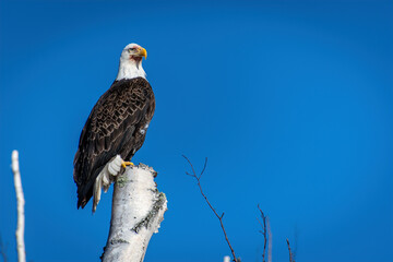 BALD PERCHED ON TREE TOP UNDER BRILLIANT BLUE SKY - HORIZONTAL © darcy