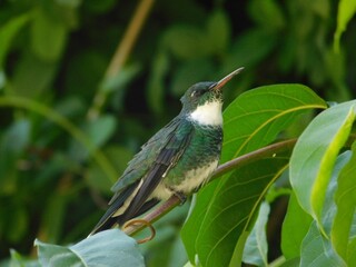 hummingbird