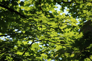 Fototapeta na wymiar Blätterwer eines Baumes in der Sonne