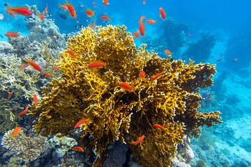Colorful coral reef at the bottom of tropical sea, yellow fire coral and shoal of anthias fishes, underwater landscape