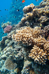 Fototapeta na wymiar Colorful coral reef at the bottom of tropical sea, hard corals and fishes Anthias, underwater landscape