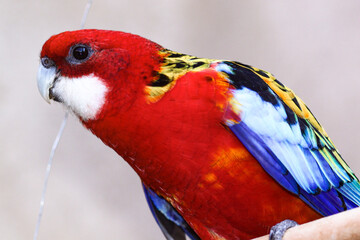 Beautiful perched bird with lush colors