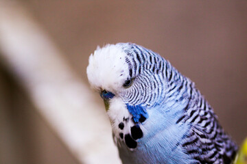 Beautiful perched bird with lush colors