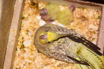Beautiful perched bird with lush colors