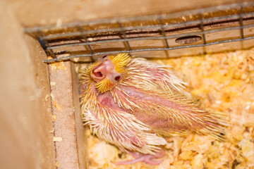 Beautiful perched bird with lush colors