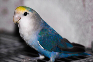Beautiful perched bird with lush colors