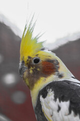 Beautiful perched bird with lush colors