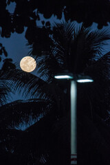 full moon with the silhouette of branches in Rio de Janeiro Brazil.