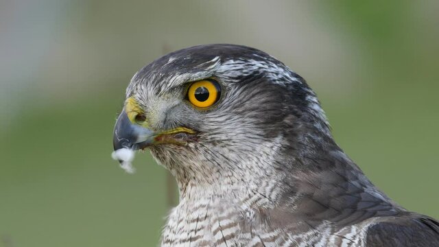Close up view of a hybrid falcon turning his head