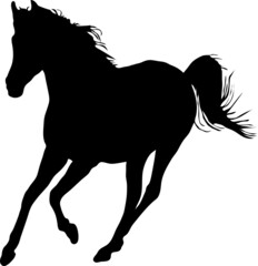 horse silhouette isolated on white