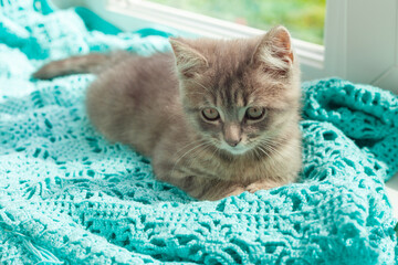 cute gray kitten with legs tranked sits on the windowsill on a blue shawl