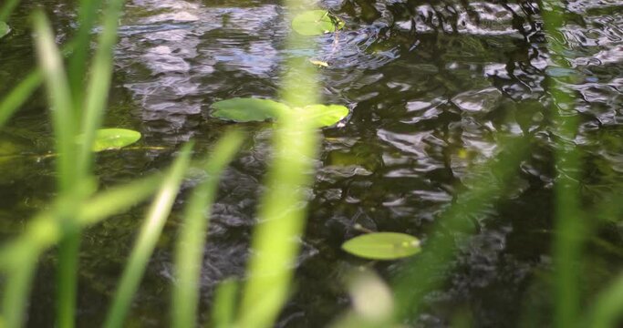 Carex flacca. Variegatus. Carex pendula. Creek. The stream flows. 