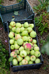 A basket of fresh ripe apples
