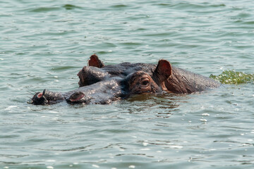 Hippo (Hippopotamus amphibius), Queen Elizabeth Park, Uganda.