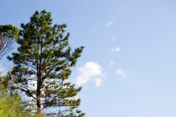 Pine trees (Pinus) under the sunbeams on a sunny afternoon in the city of Apia&oacute;, Sao Paulo, Brazil.