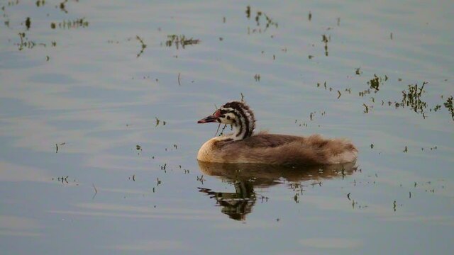 A little baby toot with striped head