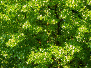full frame image of liquidambar tree