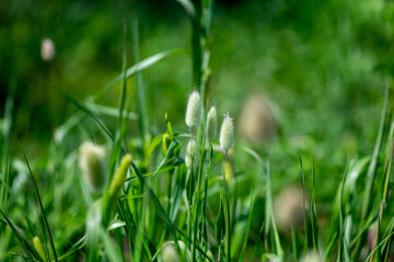 Bunny tails grass in nature background. Lagurus ovatus with green grass behind on a summers day. Lagurus growing in garden