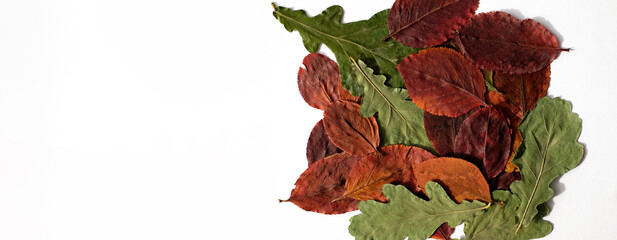 Fototapeta na wymiar Dry autumn leaves on white background, banner