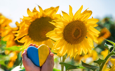 A child in a field of sunflowers in an embroidered shirt. Ukraine Independence Day concept....
