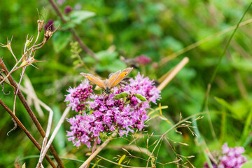 promenons nous dans le Mullerthal