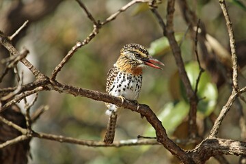Old boy (Nystalus maculatus) is a galbuliform bird of the Bucconidae family. This bird usually stays motionless in the middle of the vegetation, observing everything that goes on around him.