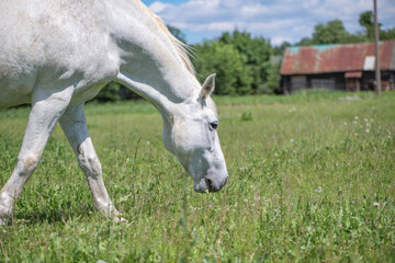 Naklejka na ściany i meble A very rare breed of white horse grazes in the backyard of a village house.