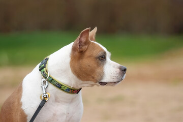 American staffordshire terrier in summer outdoors