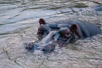 Hippo (Hippopotamus amphibius), Queen Elizabeth Park, Uganda.