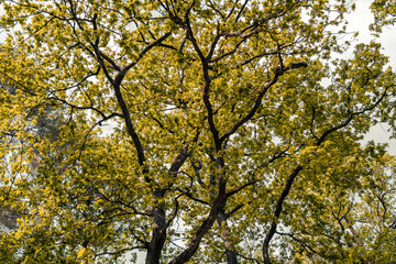 Fototapeta premium Trees in the forest with yellow leaves