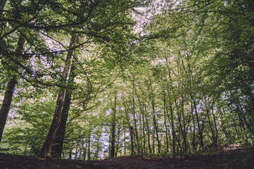 promenons nous dans le Mullerthal