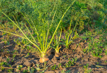 Carrot vegetable growing in summer garden on organic soil background close up