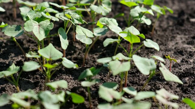 View of young fresh buckwheat sprouts. Slow motion. Selective focus.