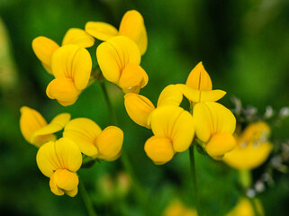 Fototapeta premium Common Bird’s-foot-trefoil