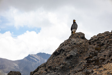 A Curiquingue perched on volcanic rocks