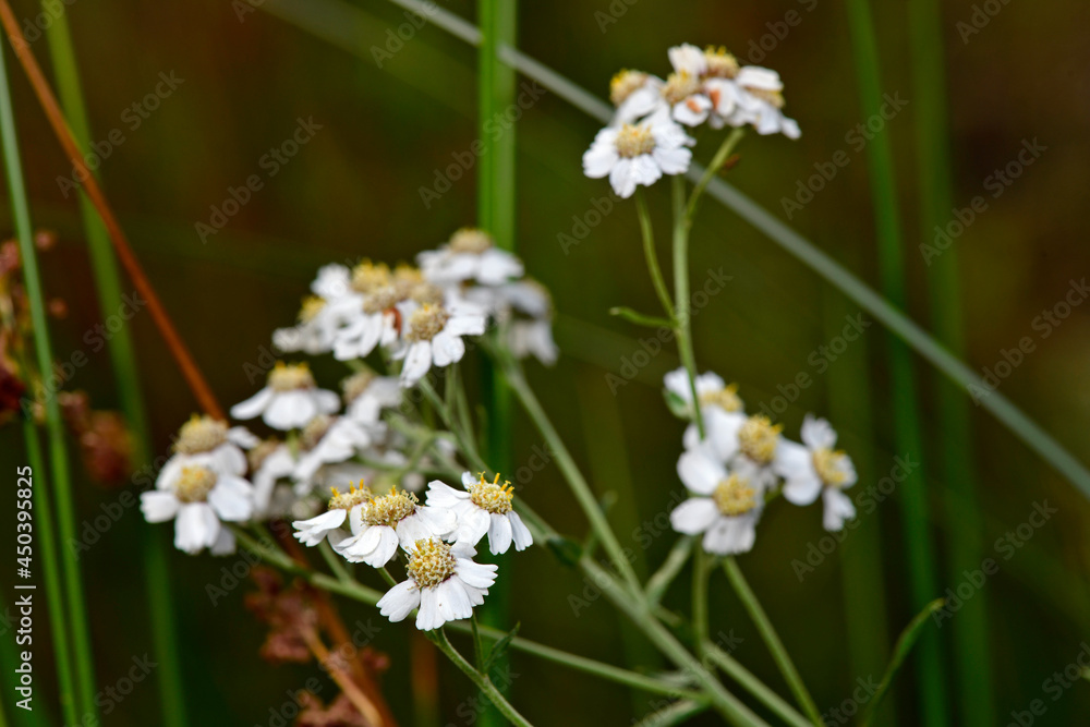 Wall mural European pellitory // Sumpf-Schafgarbe, Bertram-Schafgarbe (Achillea ptarmica)