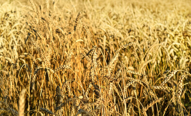 Golden ripe wheat field, sunny day, soft focus, agricultural landscape, growing plant, cultivate crop, autumnal nature, harvest season concept