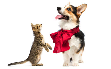 Fototapeta premium dog and cat standing on its hind legs on a white background
