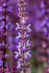 Fototapeta premium Flowering blue-purple plant