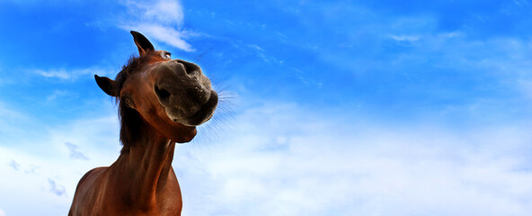 Funny chestnut horse looking to the camera, blue cloudy sky background. Horse, farm concept.