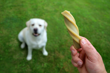 Male hand showing his white labrador a snack on green grass, concept image of dog training with dog...