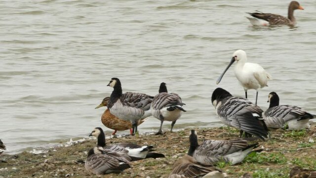 Spoonbill and a group of barnacle geese have an argument