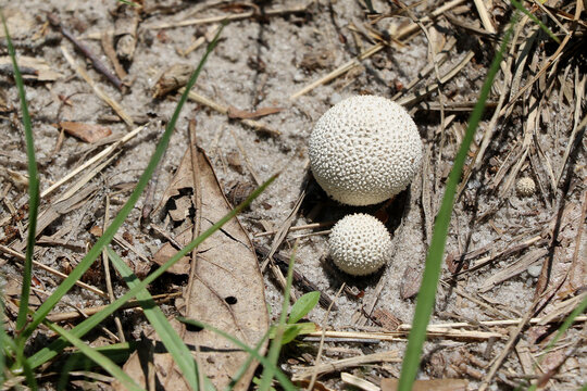 White Spiky Puffball Lycoperdon Echinatum (fungi)