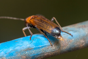 Wharf borer beetle, Nacerdes melanura, posed on a blue metal fence. High quality photo