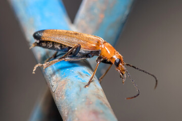 Wharf borer beetle, Nacerdes melanura, posed on a blue metal fence. High quality photo