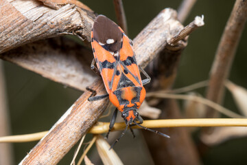Spilostethus pandurus seed bug walking on some plants. High quality photo