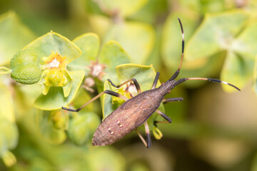 Nymph of Dicranocephalus albipes walking on a green plant. High quality photo